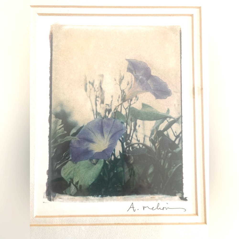 Elegant and evocative Pier 1 “Morning Glory” photo transfer - Picture 2 of 4